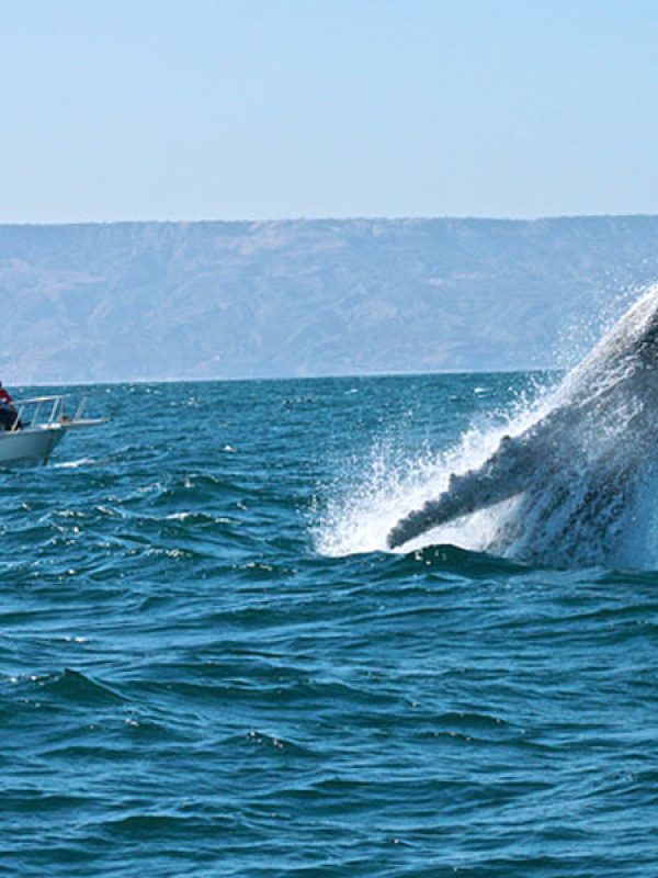 AVISTAMENTO BALLENAS TAXI SEGURO